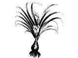White Lily (Lilium Candidum) (cf Song.2.1,2,16, 5.13, 1K.7.19,22, Mt.6.28, Lk.12.27)